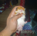 হ্যামস্টার